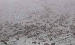 Hakkari'de küçükbaş hayvanların karla imtihanı kameralara yansıdı