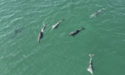 Yunus balıkları Karadeniz'de görüntülendi