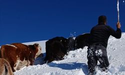 Karda kaybolan büyükbaş hayvanlardan bazıları bulundu