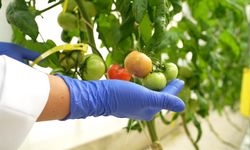 Yiyeceklerin raf ömrünü uzatan gıda teknolojisi geliştiriliyor!