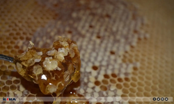 Bu yıl bal verimi düştü, kalite arttı