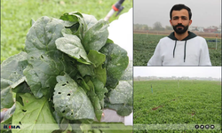 Batman'da ani dolu yağışı tarım alanlarında büyük zarara yol açtı!