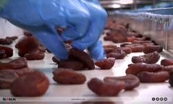 Malatya kayısısında ihracat 10 ayda 41 bin tonu geçti!