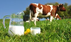 TÜİK açıkladı! Toplanan inek sütü eylülde azaldı