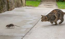 İstanbul Valisi Gül: Kediler fare yakalamayı unuttu