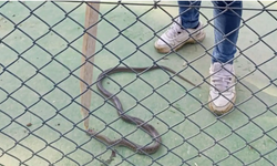 Batman'da lüks sitenin bahçesine yılan girdi