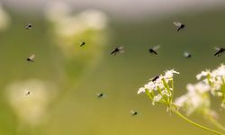 Türkiye'de o ilde sinek istilası alarmı! Gökyüzünden kar taneleri gibi sinek yağıyor..