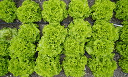 Tarım neden mi bitiyor: Tarlada 2, markette 55 TL