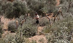 Kudurmuş siyonist zalimler ağaçları bile hedef alıyor!