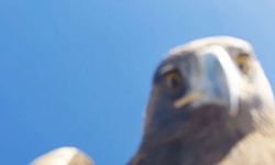 Avladığı drone ile selfie çeken dev kartal, sosyal medyayı salladı