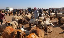 Hayvanlarda salgın patladı, pazarlar kapatıldı