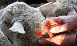 Komşu ülkede yayılıyor: Yüz binlerce hayvan itlaf edildi!