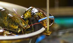 Kurban kesmeye karşı çıkıp canlı canlı haşlıyorlardı: Yasaklanacak