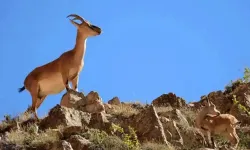 Yaban keçisi avına dudak uçuklatan ceza