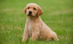 Köpeklerde yeni hastalık çıktı