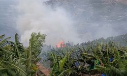 Muz bahçelerinde yangın!