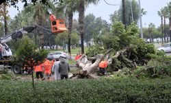 Rüzgarın etkisiyle devrilen ağaç seyir halindeki 3 araca zarar verdi