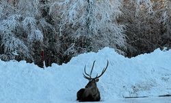 Karla kaplanan yaylada gezen kızıl geyik görüntülendi