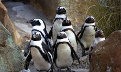 62 bin penguen açlıktan öldü