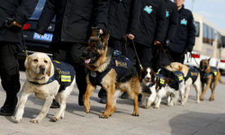 Köpekleri de yerlileştirdiler