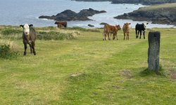 Saldırgan inekleri halkı ezdi, çiftçi para cezası yedi