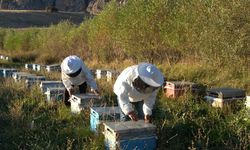 Arıcılıkta yeni gelişme: Mesleki standart geliyor