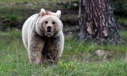Japonya'da ayı saldırılarına karşı yapay zeka önlemi