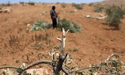 Batı Şeria'da tarıma ağır darbe!