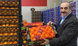 Mandalina ihracatı rekor kırdı