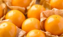 Az bilinen bu meyce çiftçiye büyük paralar kazandıracak