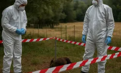 İspanya’da domuz vebası alarmı!