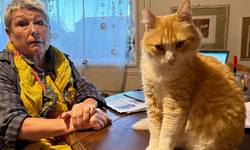 Komşusunu rahatsız ediyor diye kediye ceza verildi!