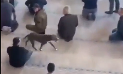 Pitbullun bir camiye girmediği kalmıştı! Pes dedirtti: Cemaat panikledi!