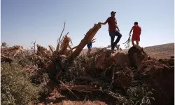 İşgalciler bir haftada 8 binden fazla ağacı söktü!
