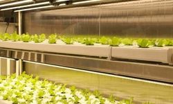 Denizin, okyanusun ortasında  tarım dönemi başladı