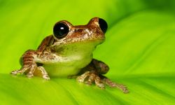 Kurbağa kemoterapiden daha etkili çıktı