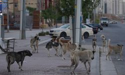 Başıboş köpek sayısı arttı, ekipler harekete geçti
