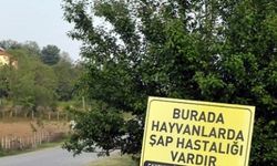 Sakarya'da şap karantinası