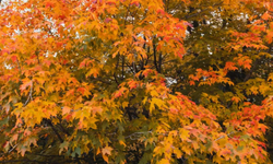 Hızlı büyüyen 7 çeşit gölge ağacı