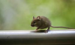 Fareler sadece ışıkla katile dönüştü: İnsanda da mümkün mü?