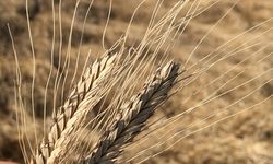 12 bin yıllık miras "Iza Buğdayı" yeniden üretilmeye başlandı