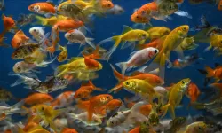 Japon balığı tarımı değiştiriyor! Bakın ne işe yarıyor