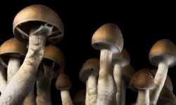 Depresyonun ilacı bu mantarda gizli