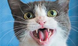 Araştırma ortaya koydu: Kediler erkekleri selamlarken daha fazla miyavlıyor!