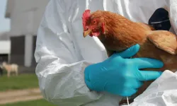 Kuş gribi insanlara bulaşacak, salgın patlayacak: Kritik uyarı