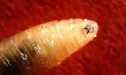 Et yiyen ölümcül sinekler sınıra yaklaşıyor