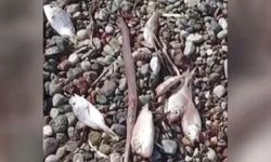 Balıklar kıyıya vurdu: İnceleme başlatıldı!