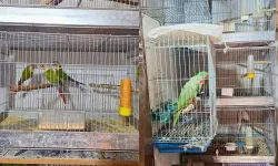 24 papağan ele geçirildi!