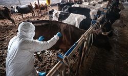 Resmi Gazete'de yayımlandı! Şap hastalığında "arilik" şartı aranacak