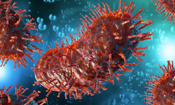 Böbrek nakli olan kişi ameliyattan hemen sonra kuduzdan öldü